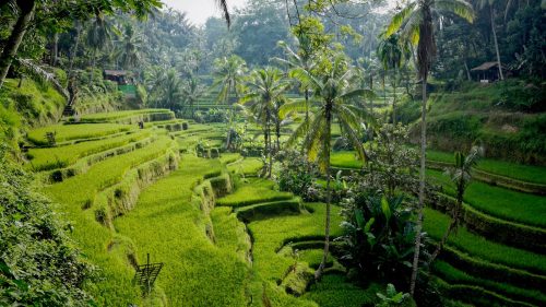 Berpetualang di Desa Utara Badung Bali